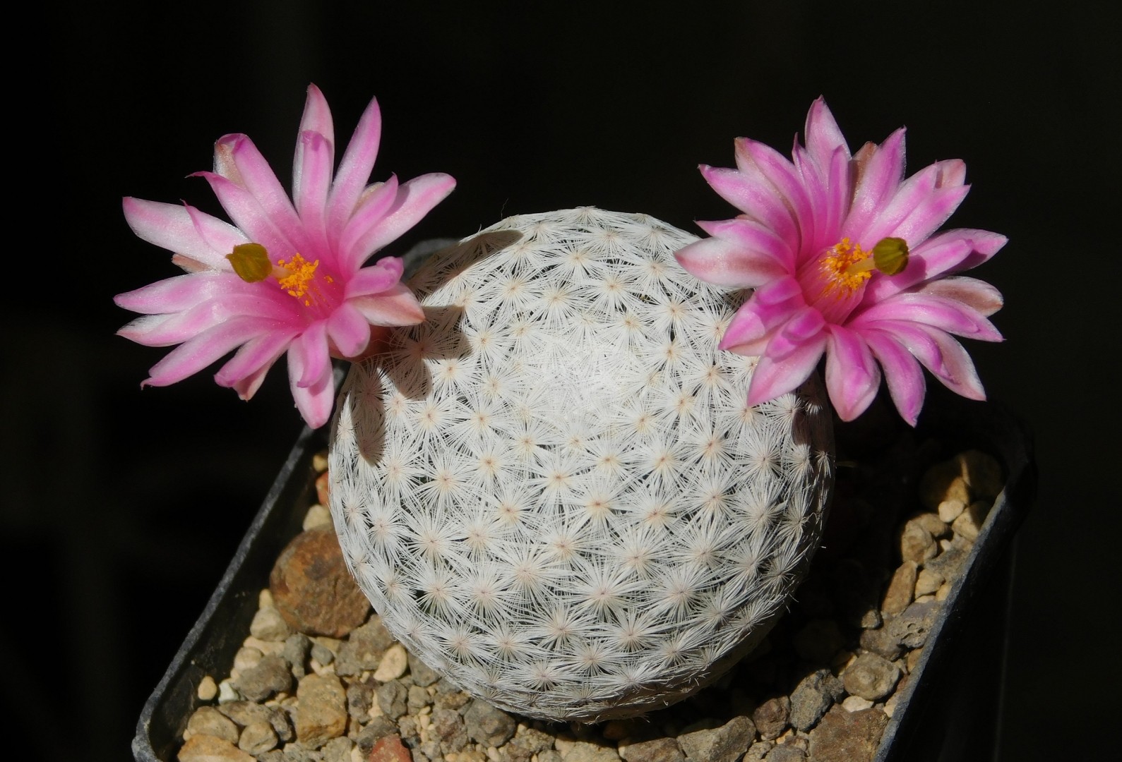 Cacto Bola de Golfe (Mammillaria herrerae) - PictureThis