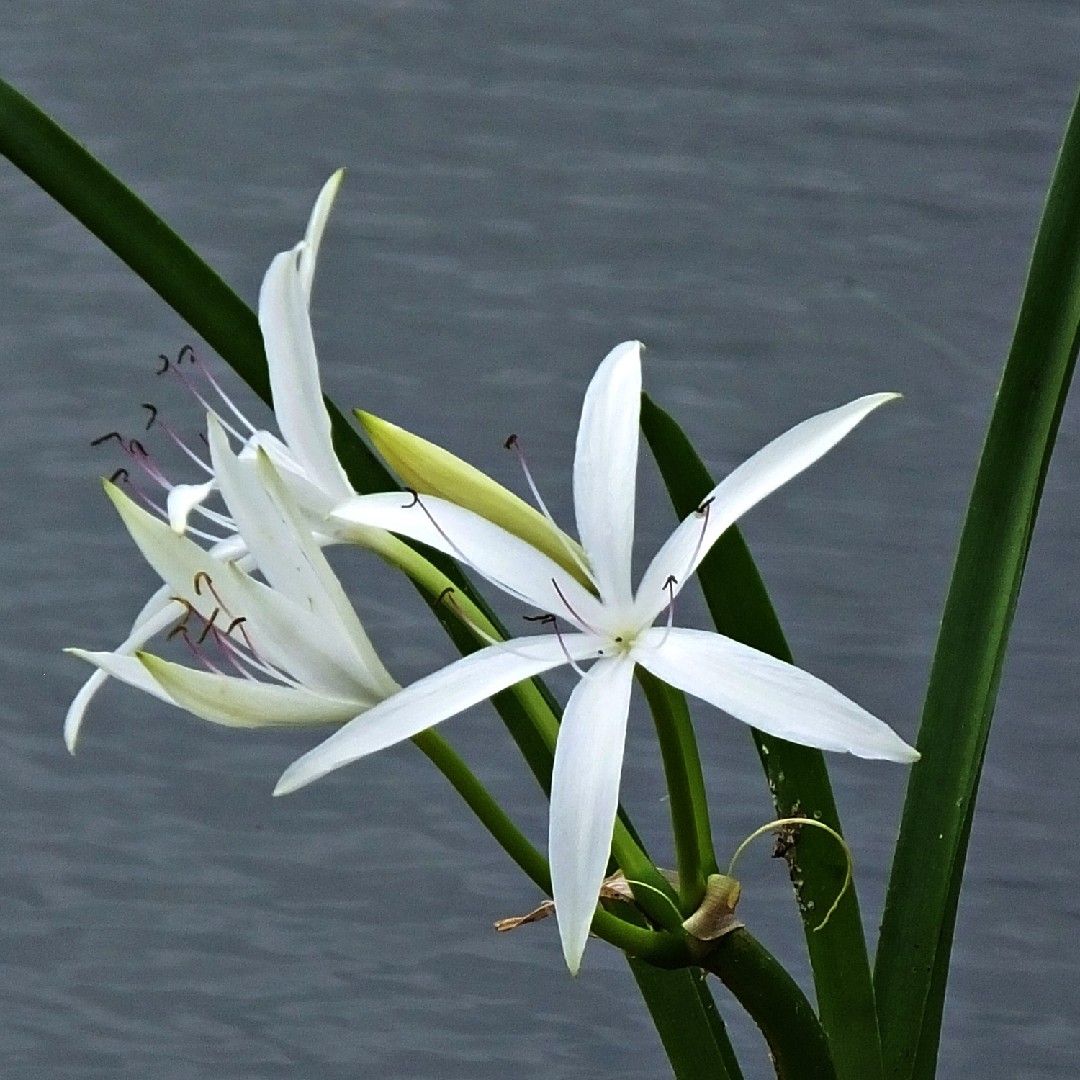 Lirio de pantano (Crinum americanum) - PictureThis