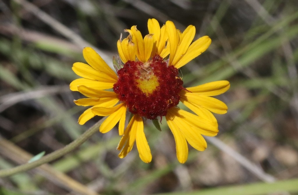 Gaillardia pinnatifida PictureThis