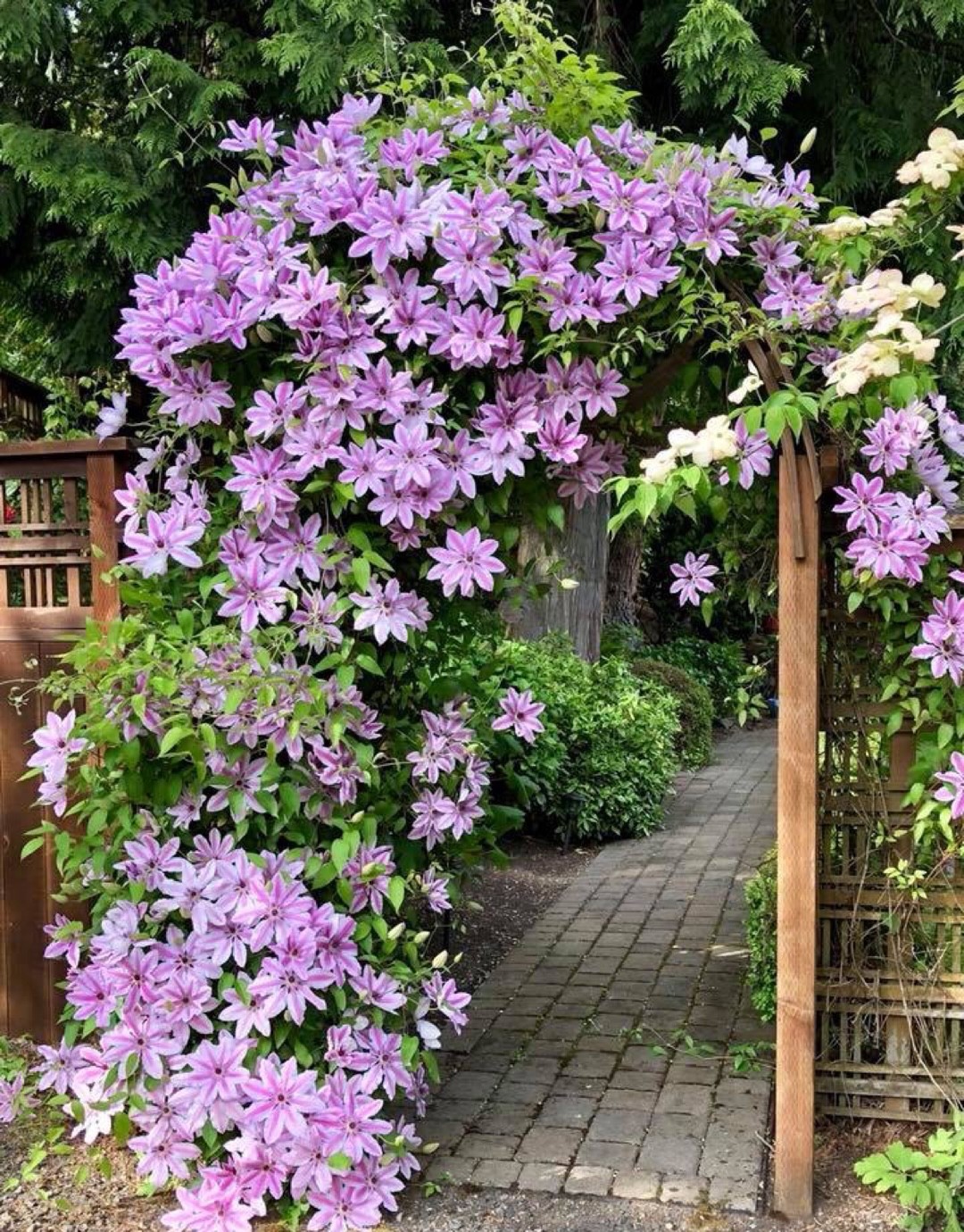 Clematis 'Nelly Moser' - PictureThis