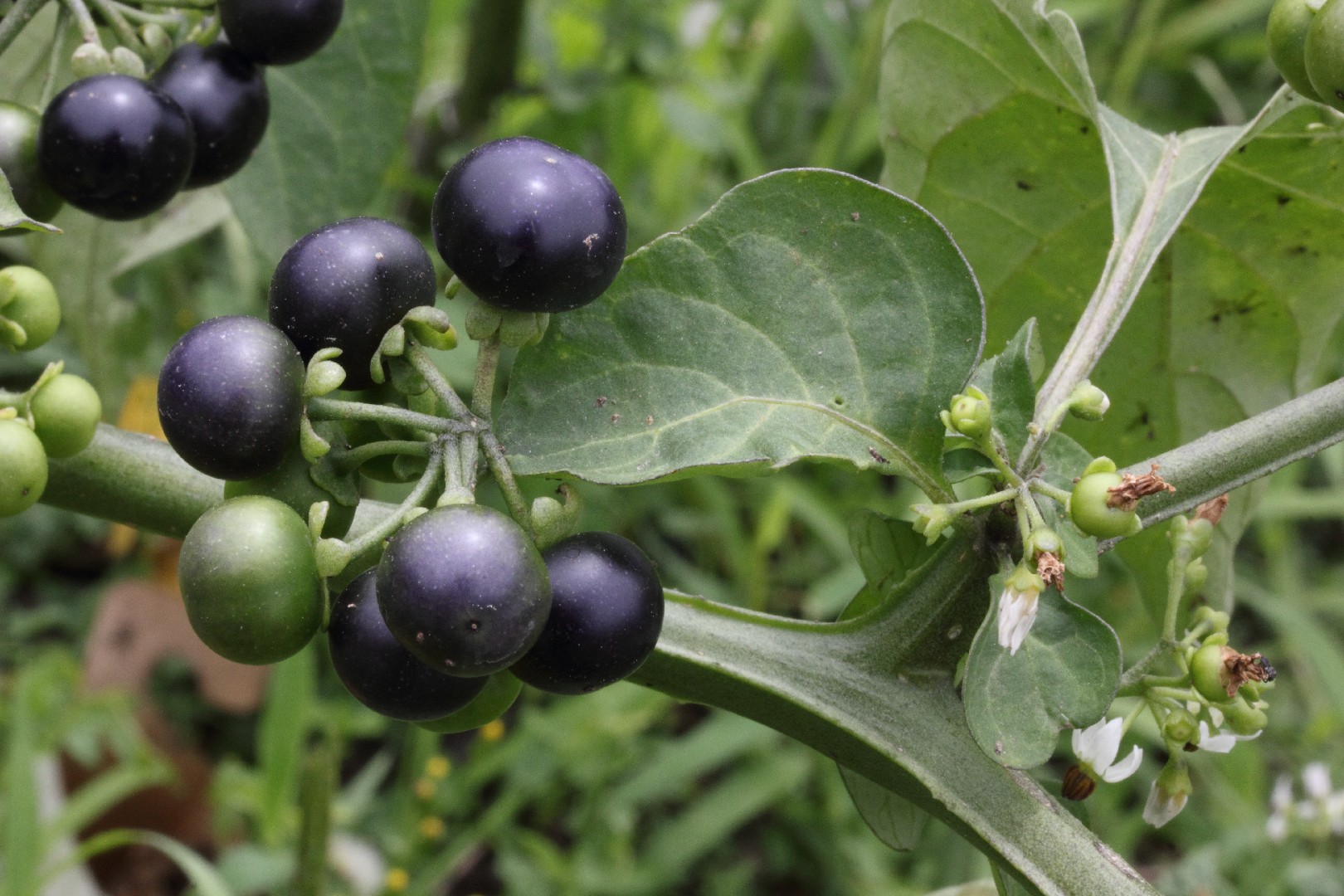 Garden Huckleberry Solanum Scabrum