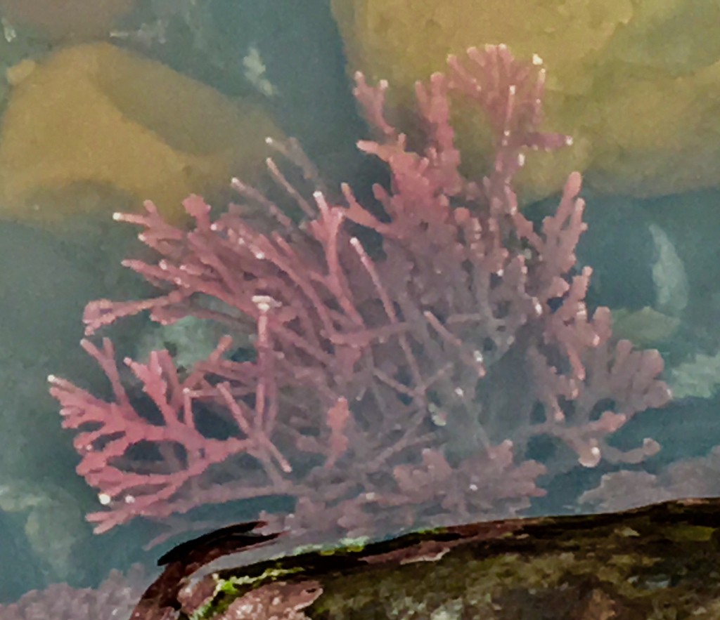 Coralline algae (Corallinaceae) Flower, Leaf, Care, Uses PictureThis