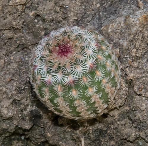 aufkleber kaktus Cute Cactus Sticker  Instafreshener