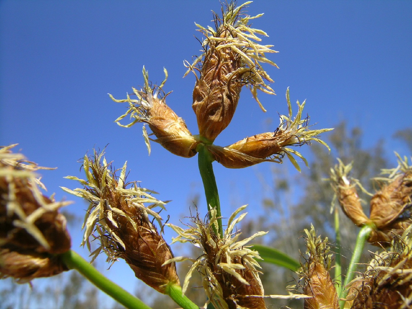 Bolboschoenus fluviatilis PictureThis