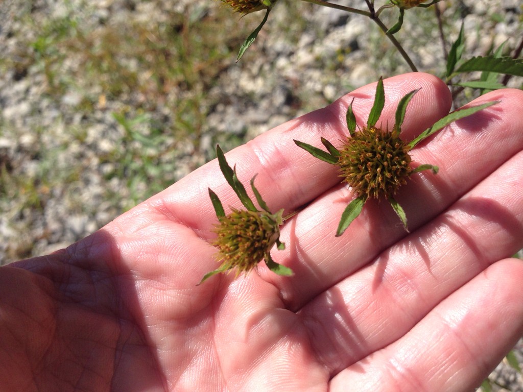 Bidens (Bidens)