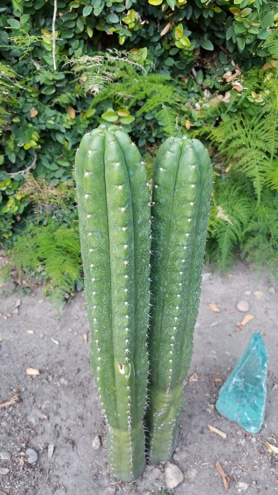 Cacto candelabro (Cereus hildmannianus) - PictureThis