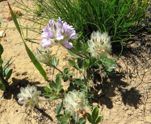 Otholobium zeyheri PictureThis