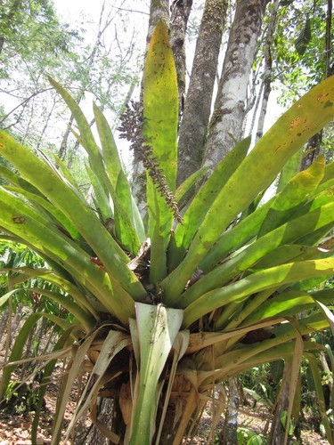 Androlepis PictureThis