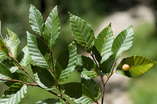 Taiwan beech (Fagus hayatae) - PictureThis