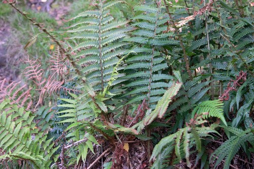 セイヨウオシダ (Dryopteris affinis) - PictureThis