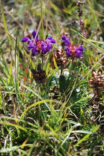 Черноголовка крупноцветковая (Prunella grandiflora) - PictureThis
