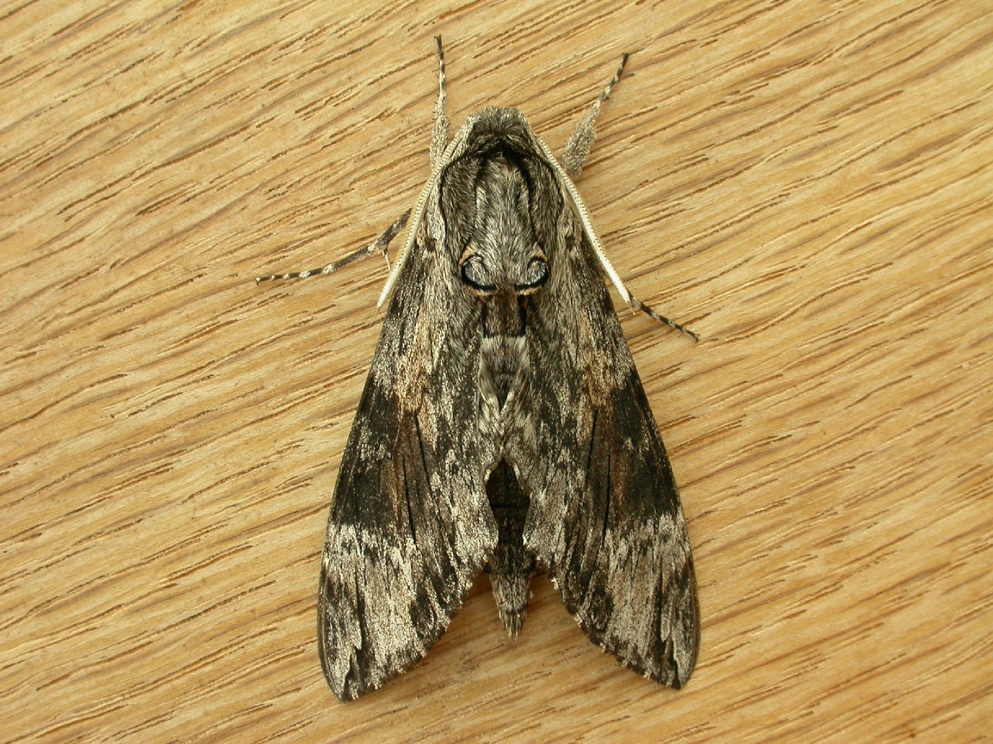 How to Pollinate Rose campion? (Pollinators, Time Window, Enhance, and