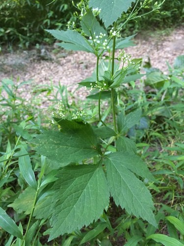 ミツバ（三つ葉 ） (Cryptotaenia canadensis) - PictureThis