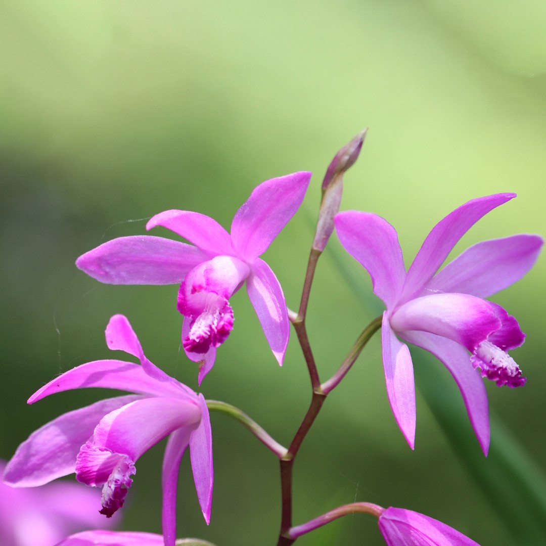 Orquídeas urna (Bletilla)