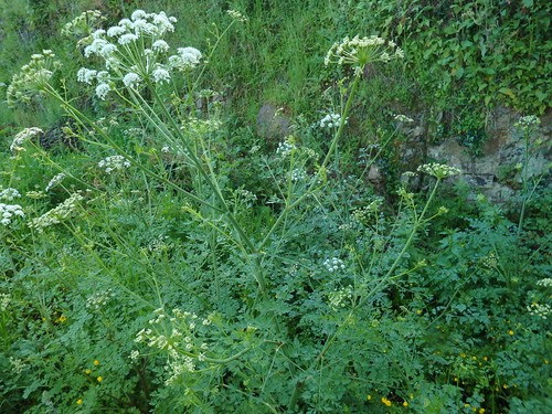 How to Grow and Care for Water dropwort