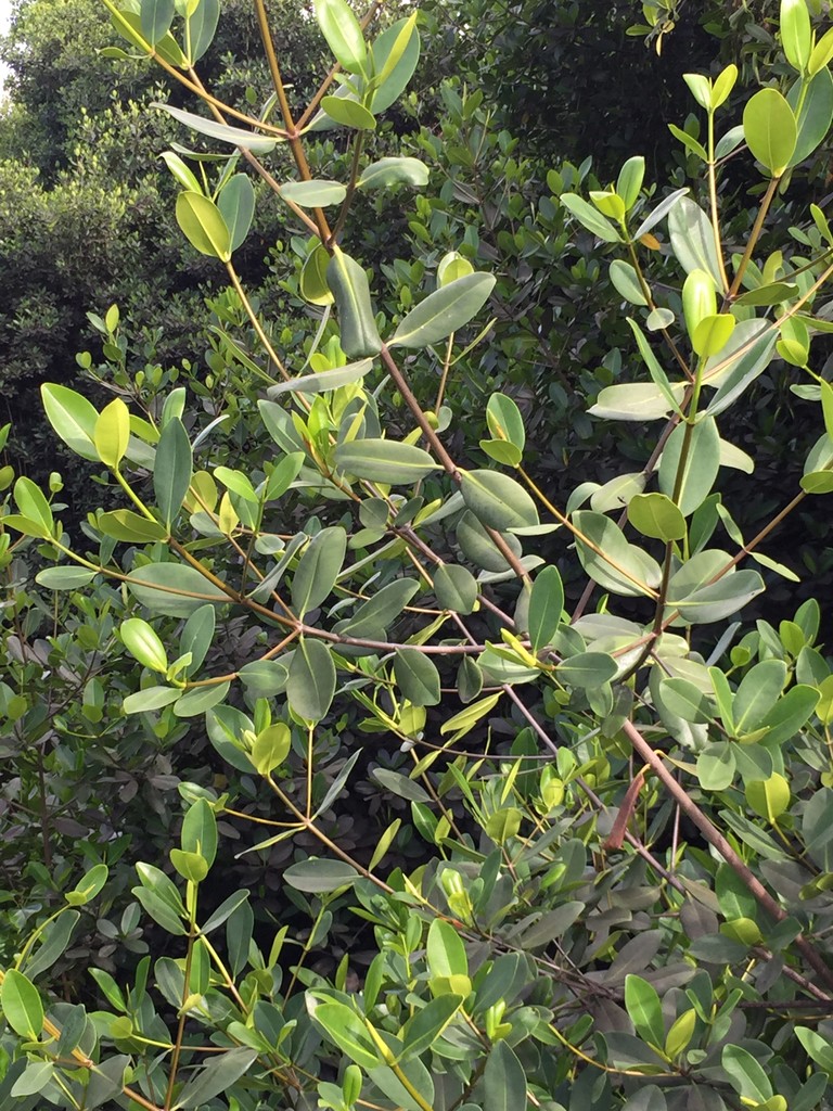 Фикус (Ficus)