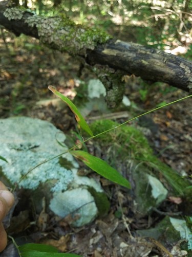 Brachyelytrum PictureThis