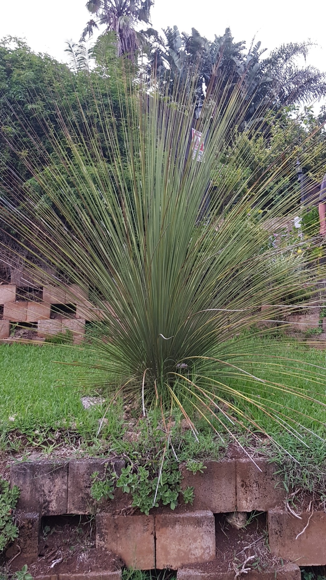 ■01　ダシリリオン ロンギシマム　Dasylirion longissimum ダシリリオン・ロンギシマム｜Dasylirion longissimum | DESERT INC.