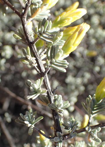 Pteronia incana PictureThis