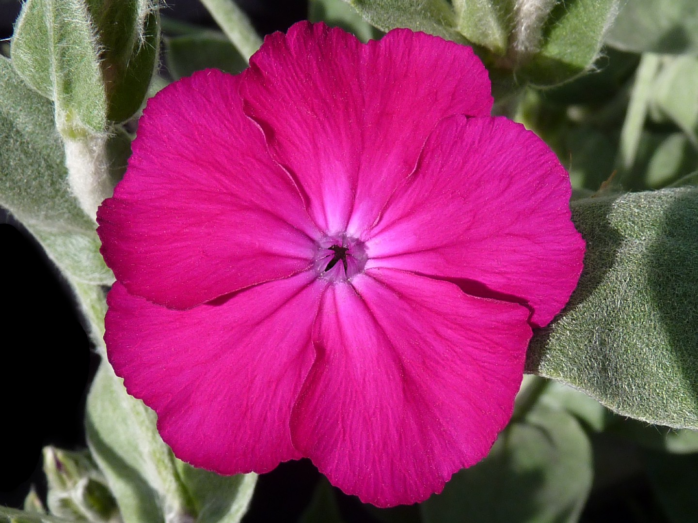 Rose campion (Silene coronaria) Flower, Leaf, Care, Uses PictureThis