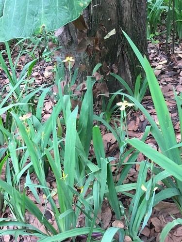 Trimezia steyermarkii PictureThis