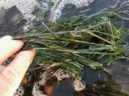 Phyllospadix scouleri PictureThis