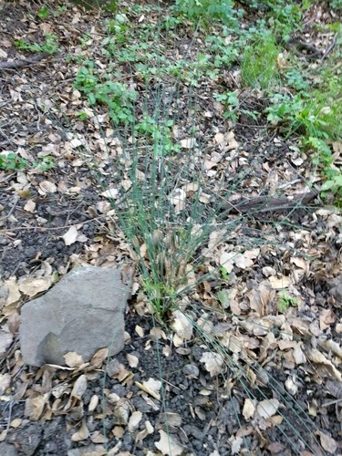 How to Plant and Grow Spreading Rush(Juncus patens)