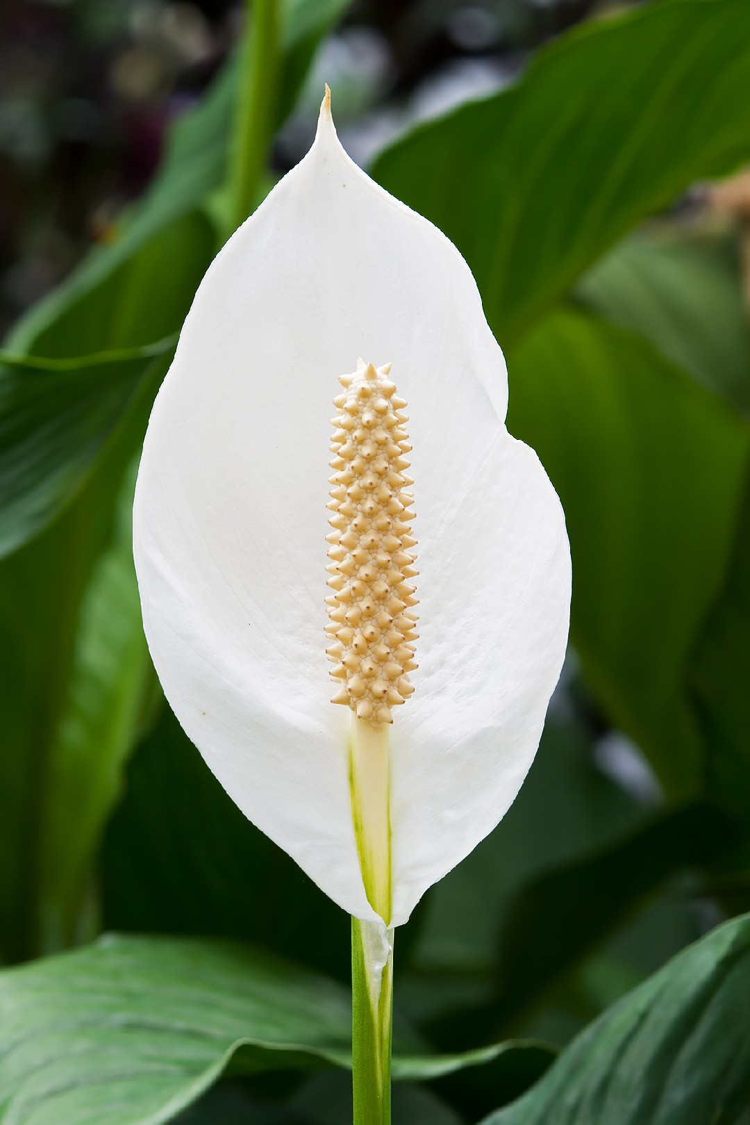 Spathiphyllum Blanc, la fleur de lune purificatrice d'air – La Green Touch
