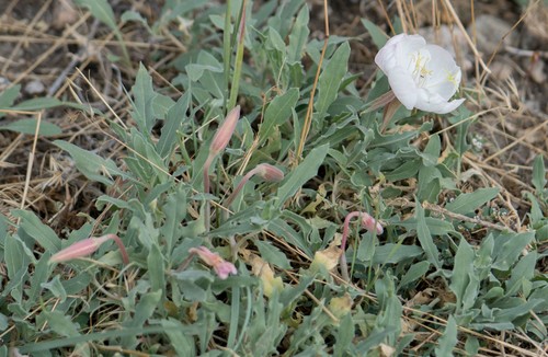 Oenothera californica PictureThis