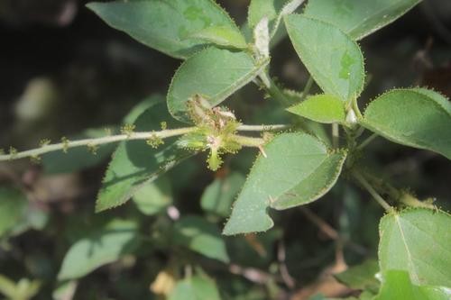 Mexican croton (Croton ciliatoglandulifer) Flower, Leaf, Care, Uses