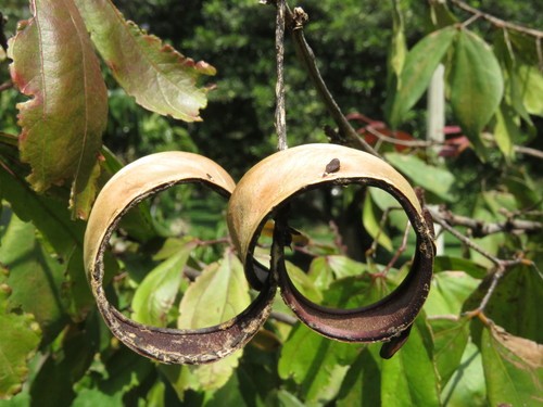 Calliandra trinervia PictureThis