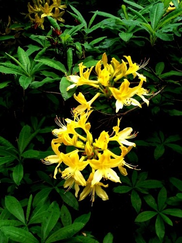 Gelbe alpenrose (Rhododendron luteum) - PictureThis