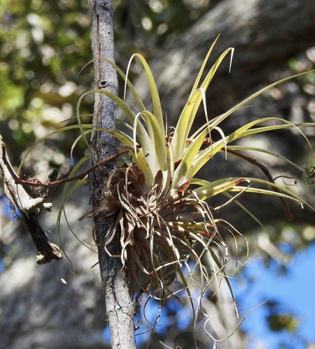 duratii air plant Wholesale Aeranthos Mini *Purple Form* Air Plant Resale Bulk  Bulk Air  Plants