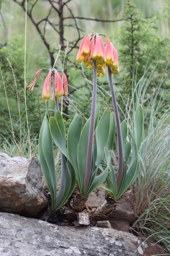 Cyrtanthus obliquus - PictureThis