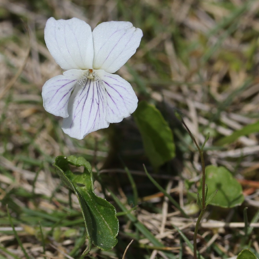Manchurian violet (Viola mandshurica) Flower, Leaf, Care, Uses