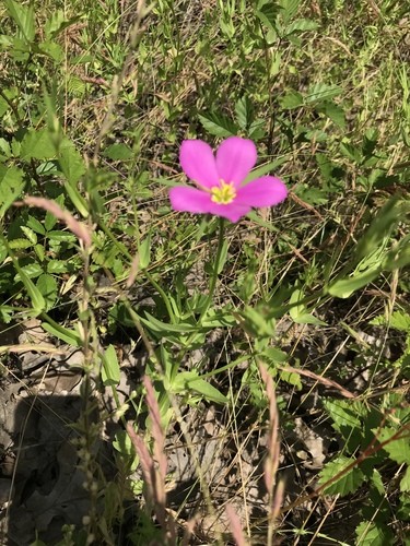 Sabatia campestris PictureThis