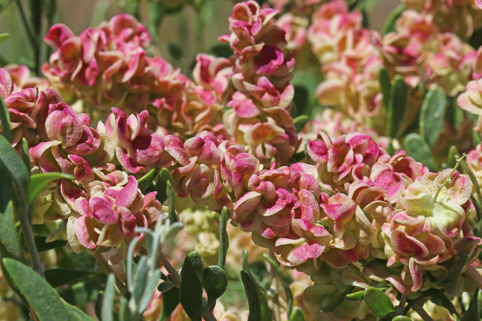 Spiny Hopsage Grayia Spinosa Flower Leaf Care Uses PictureThis