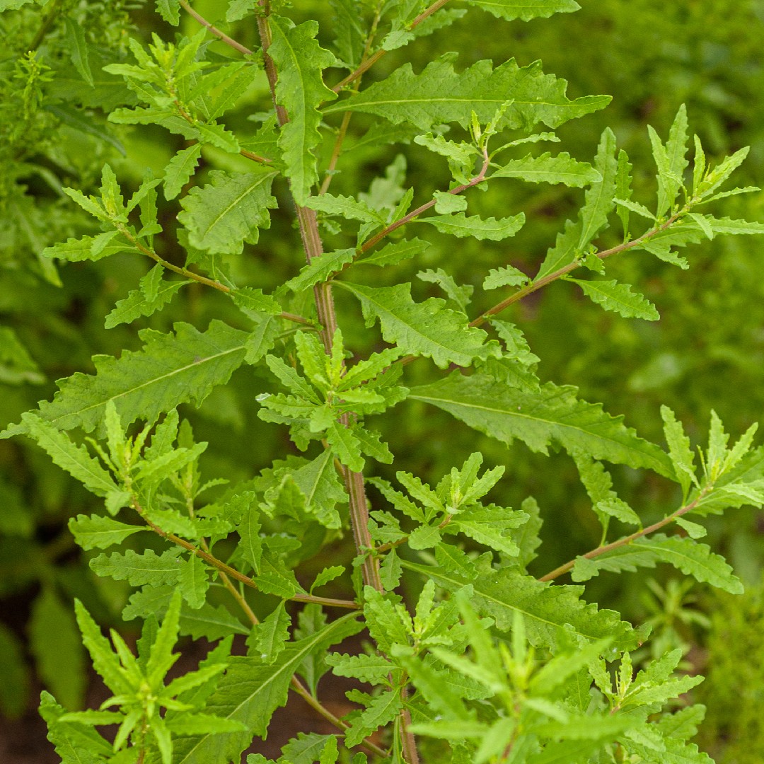 Mexican tea ambrosioides) Flower, Leaf, Uses PictureThis