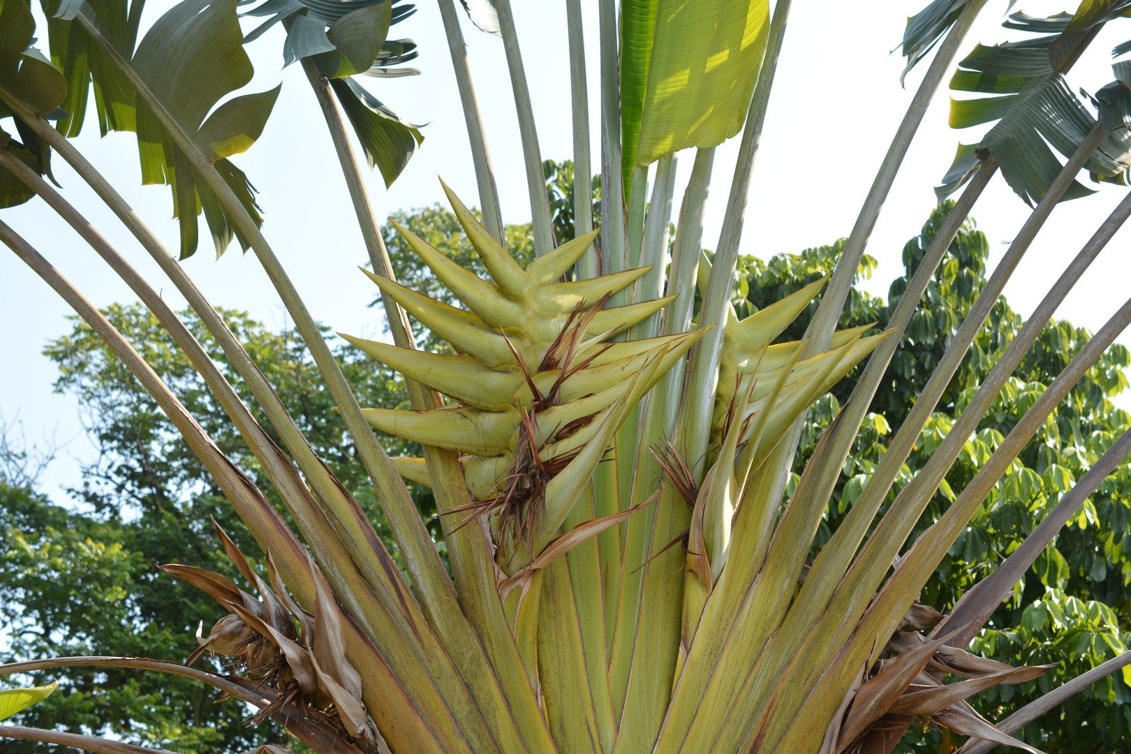 タビビトノキ（旅人の木）の判定方法 (Ravenala madagascariensis)