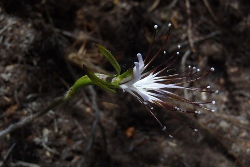 Bartholina PictureThis