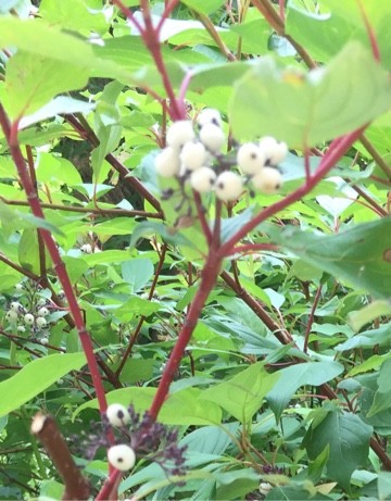 アカクキミズキ（赤茎水木）の判定方法 (Cornus sericea)