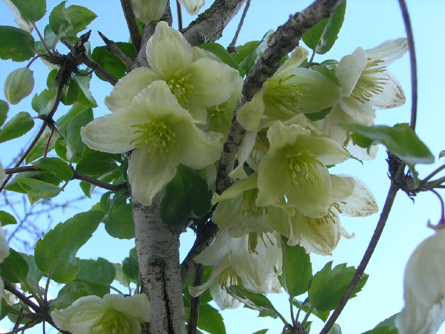 Clemátide (Clematis cirrhosa) - PictureThis