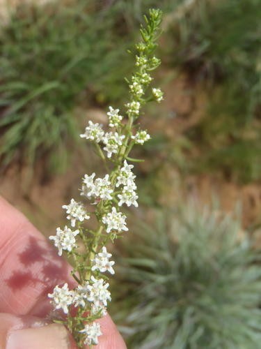 Selago Selago densiflora - PictureThis