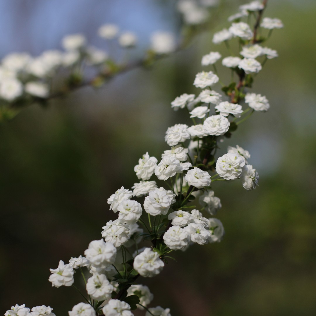 Image of Bridal wreath plant flowers close up