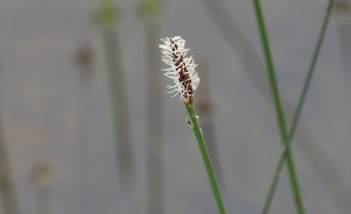 Eleocharis acuta PictureThis