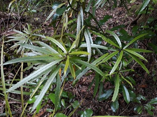 Ixerba brexioides PictureThis