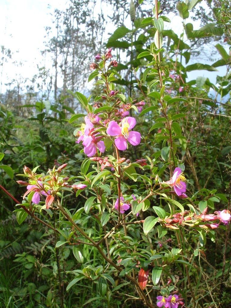 Bucquetia glutinosa Flower, Leaf, Care, Uses PictureThis