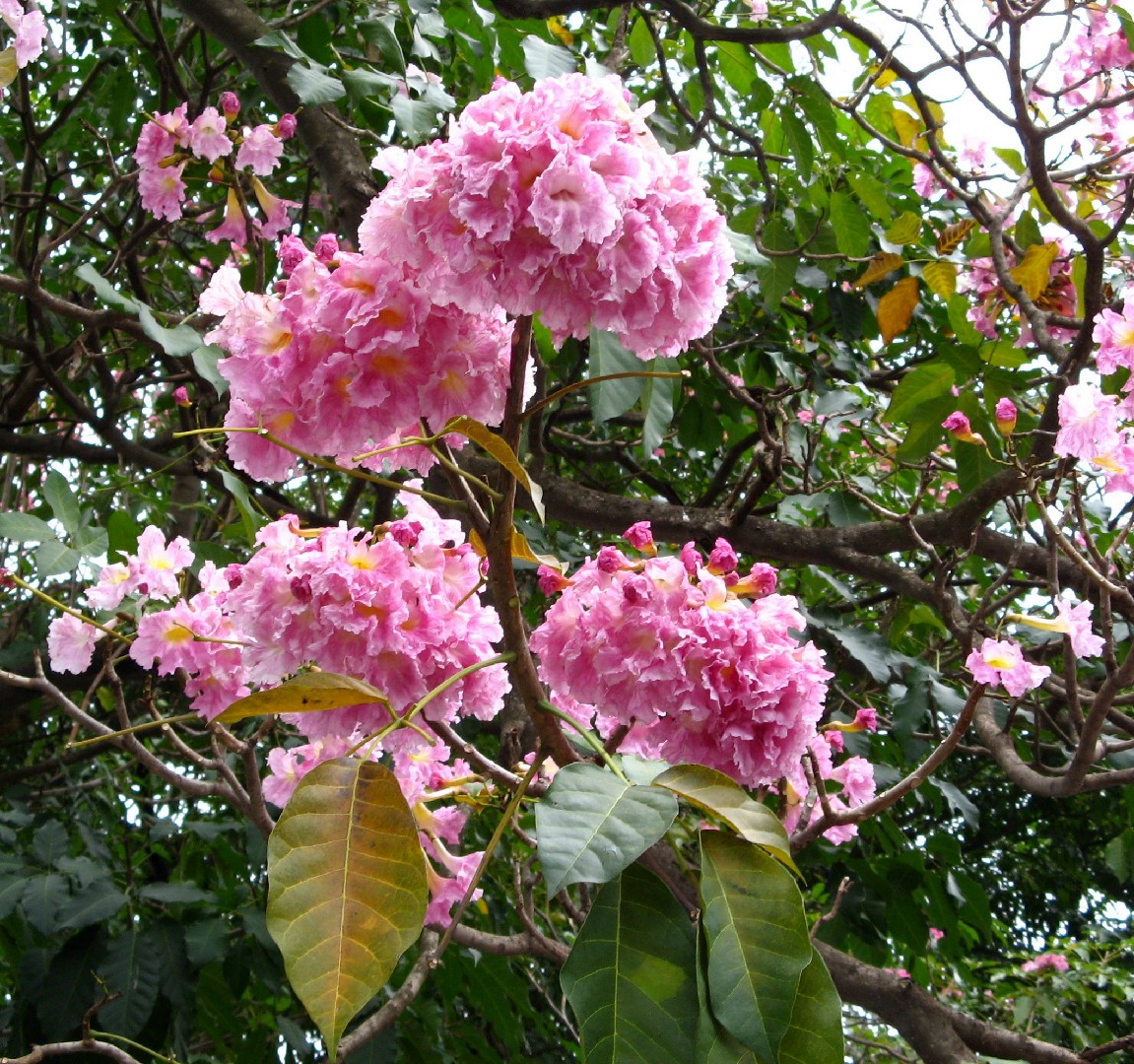 Pink trumpet tree (Tabebuia heterophylla) Flower, Leaf, Care, Uses PictureThis
