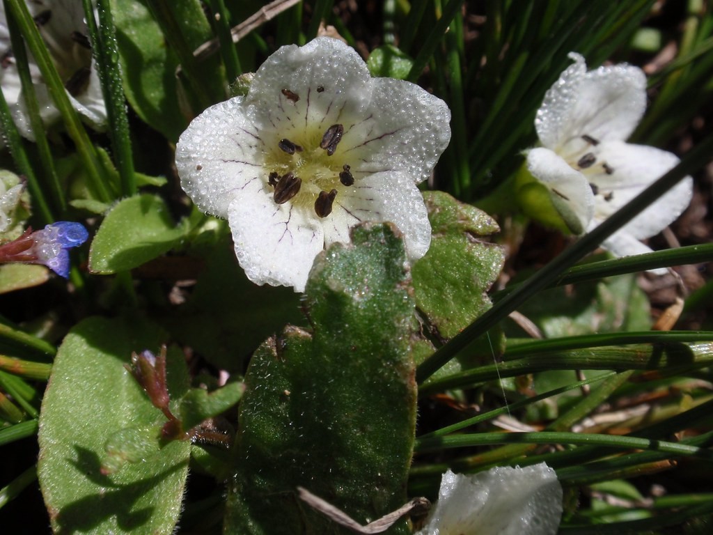 Hesperochiron californicus 照顧,種植,繁殖,開花時間 PictureThis