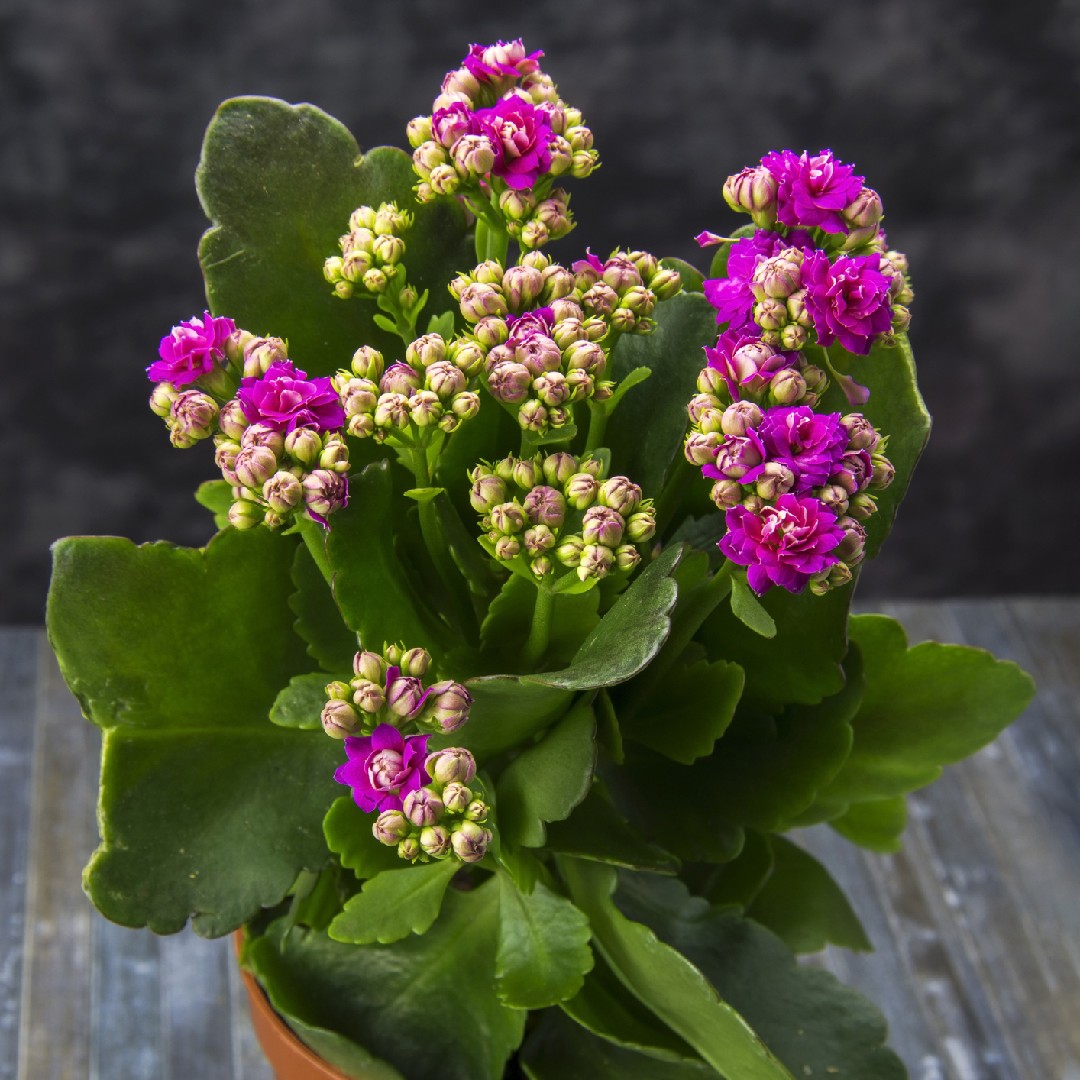 Flor-da-fortuna (Kalanchoe blossfeldiana) - PictureThis